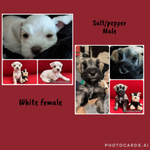 2 schnauzer puppies