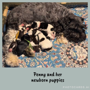 parti colored schnauzer puppies