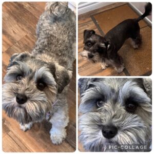 salt/pepper toy schnauzer with one blue eye