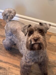 liver schnauzer standing and looking at you