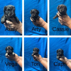 6 4 week old liver and liver tan miniature schnauzer puppies from the Dolce litter