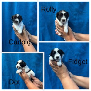 liver parti and black parti miniature schnauzer puppies from the penny litter