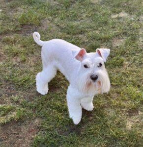 white female schnauzer