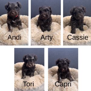 Liver and Liver tan schnauzer puppies