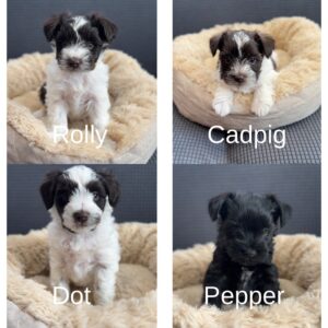 three black and white schnauzer parti puppies and one dark salt and pepper