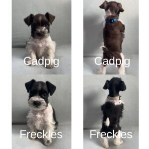 Fraser Valley schnauzer puppies for sale