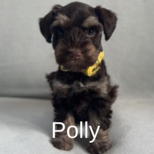 Liver tan schnauzer puppy for sale