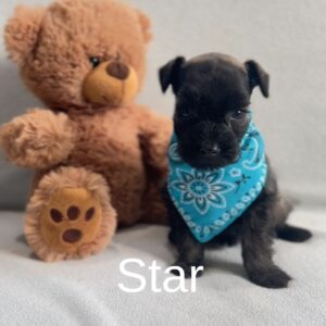 blue eye salt and pepper schnauzer puppy for sale fraser valley bc