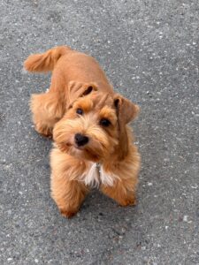 red Wheaton Schnauzer