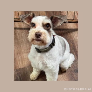 liver/tan parti schnauzer
