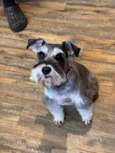 black silver miniature schnauzer