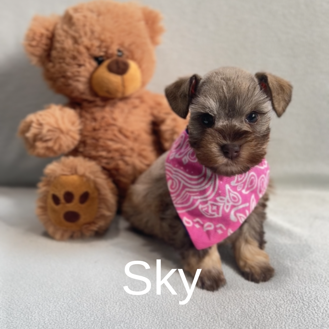 Guardian Puppy - Female