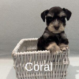 liver tan schnauzer puppies