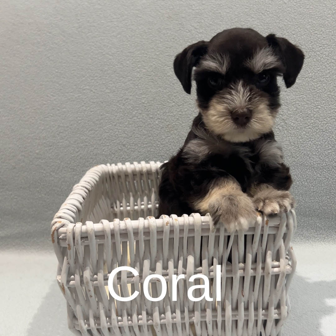 Guardian Puppy - Female