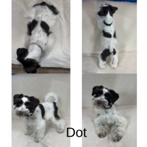 black parti schnauzer female for sale fraser valley, canada