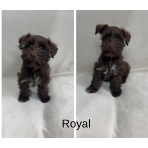 fraser valley miniature schnauzer puppy for sale