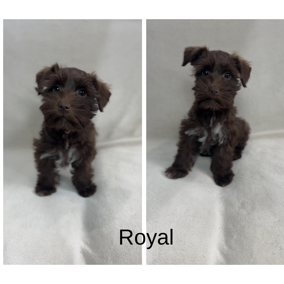 Guardian Puppy - Female