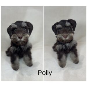 liver tan schnauzer puppy for sale canada