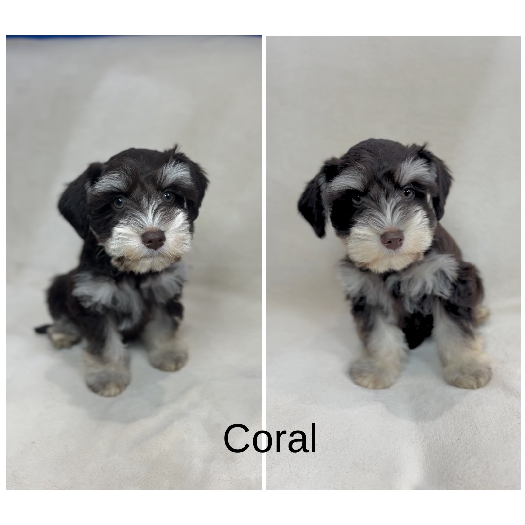 Guardian Puppy - Female