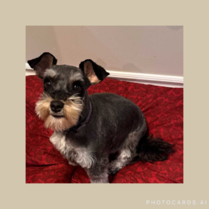 black/silver toy schnauzer