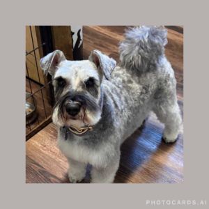 salt/pepper Miniature Schnauzer
