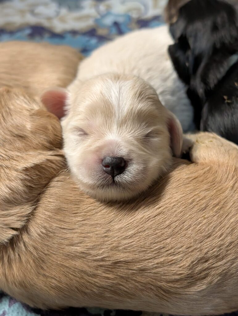White and Wheaten miniature Schnauzer puppies fraser valley, schnauzer color genetics