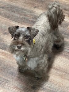 liver tan female schnauzer