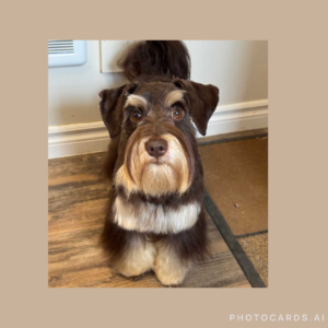 Liver red Miniature Schnauzer
