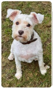 liver pepper schnauzer