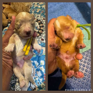 wheaten schnauzer puppies