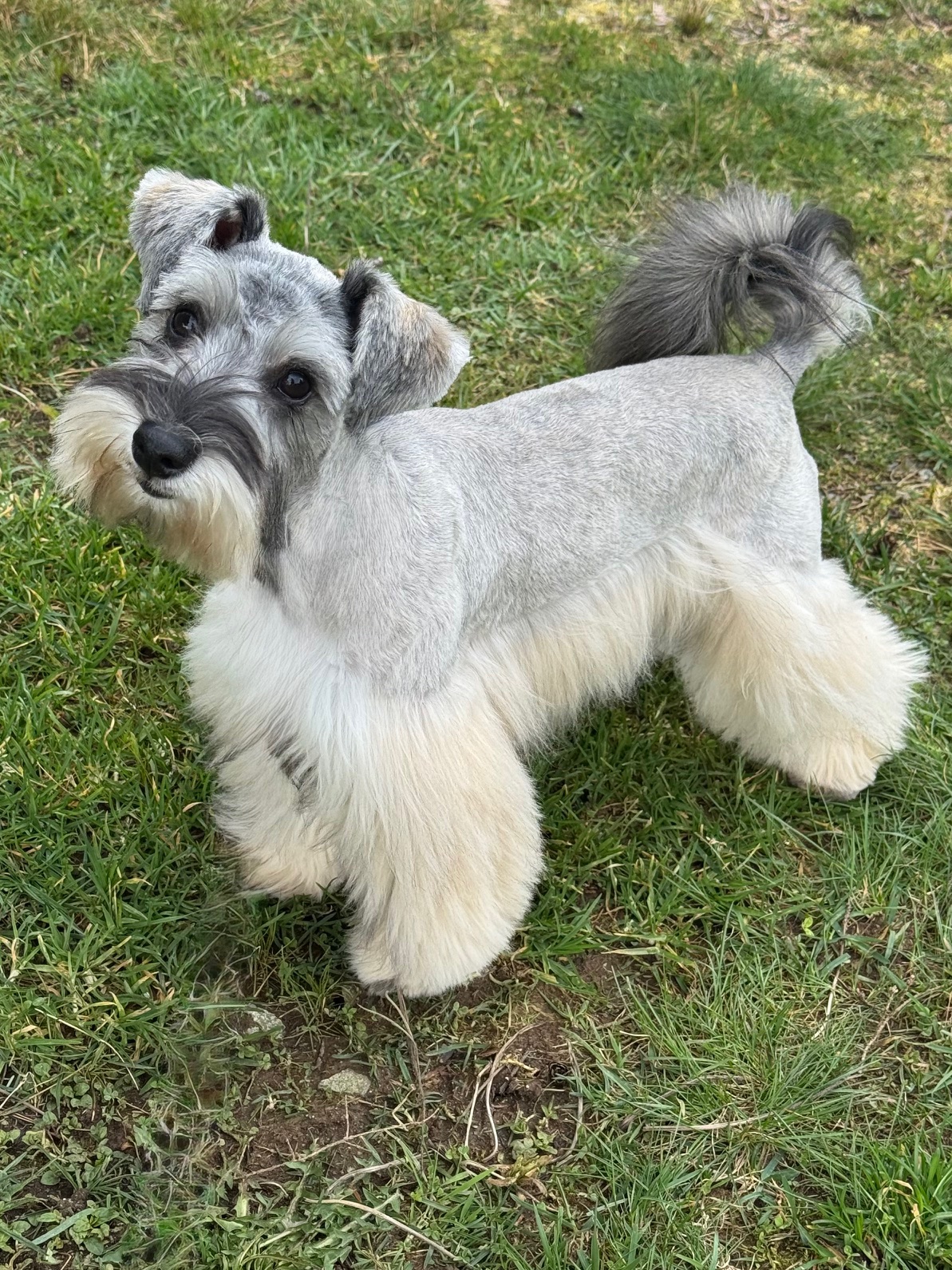 Guardian Puppy - Female