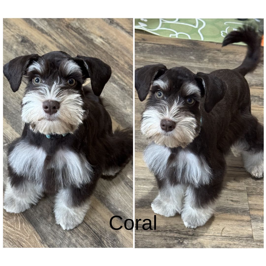 Guardian Puppy - Female