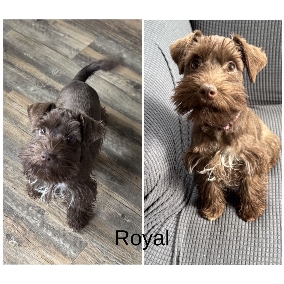 Guardian Puppy - Female