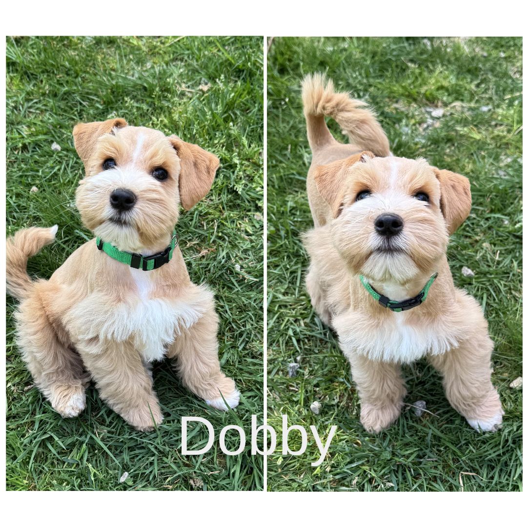 Guardian Puppy - Male