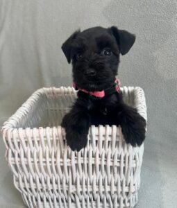 black schnauzer puppy
