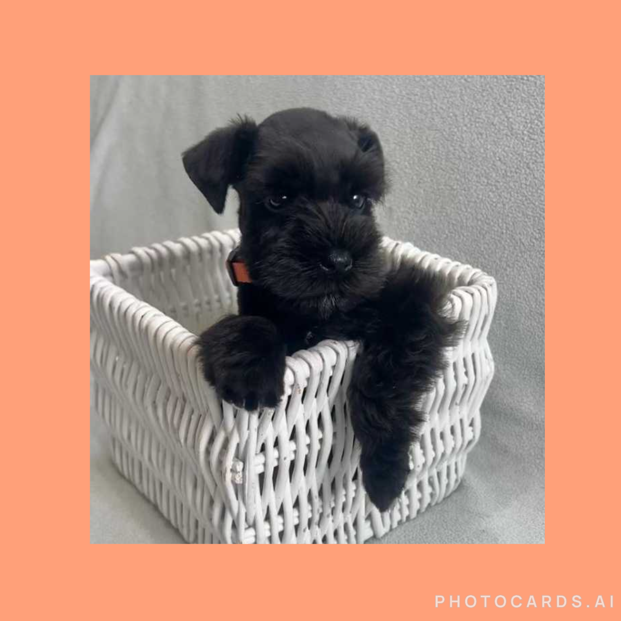 Guardian Puppy - Female
