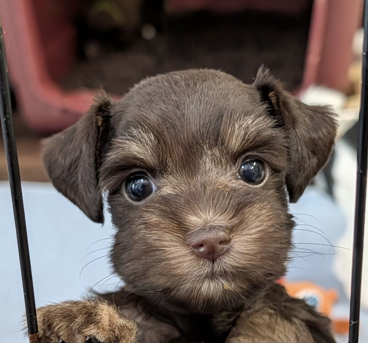 Guardian Puppy - Female