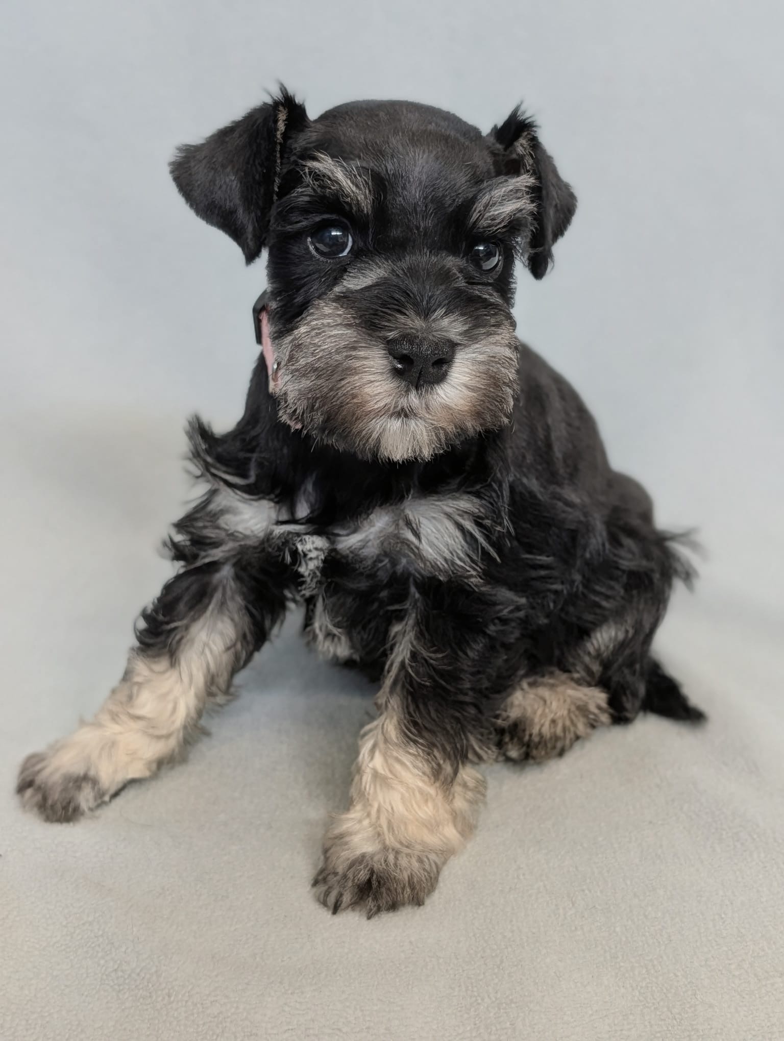 Guardian Puppy - Female-
