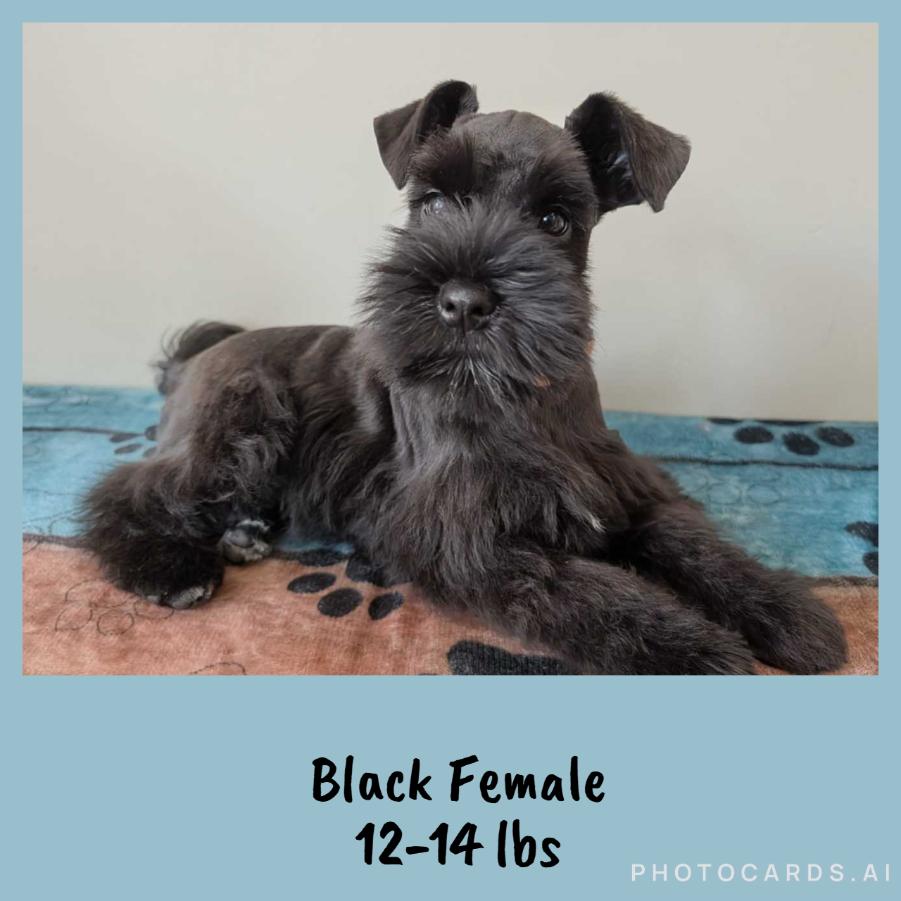 Guardian Puppy - Female