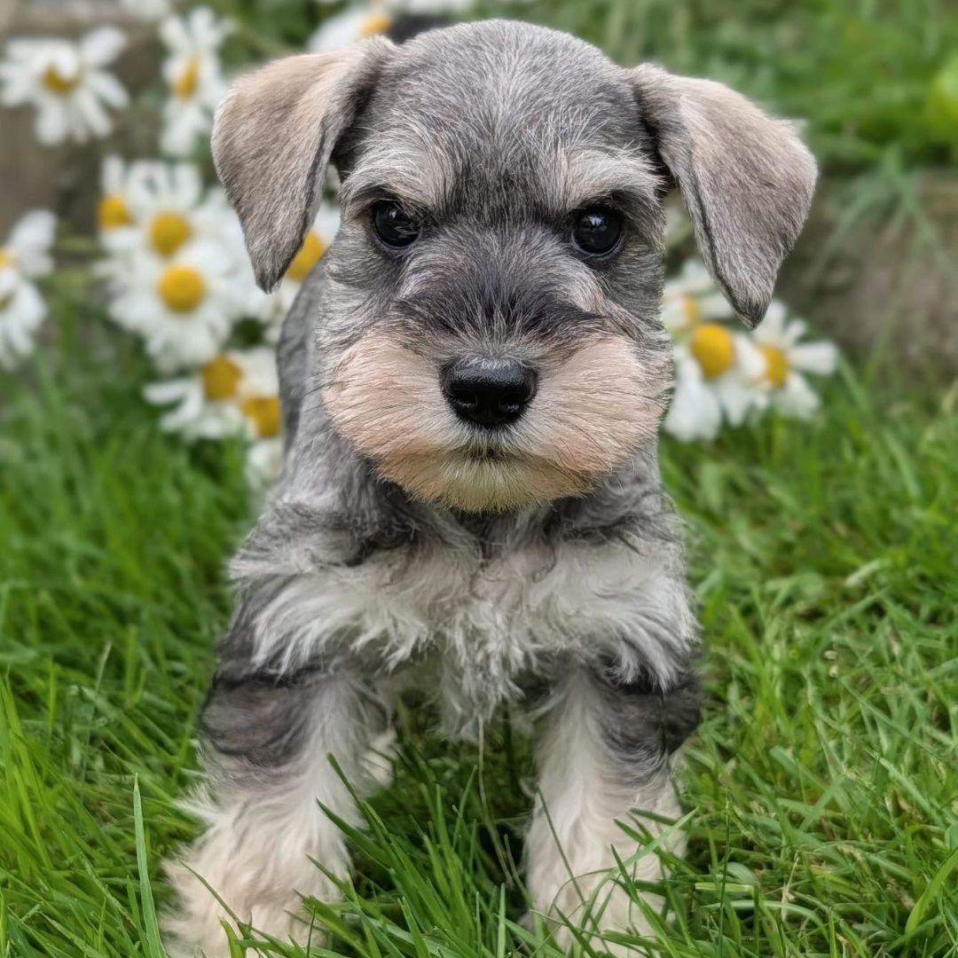 Guardian Puppy - Female