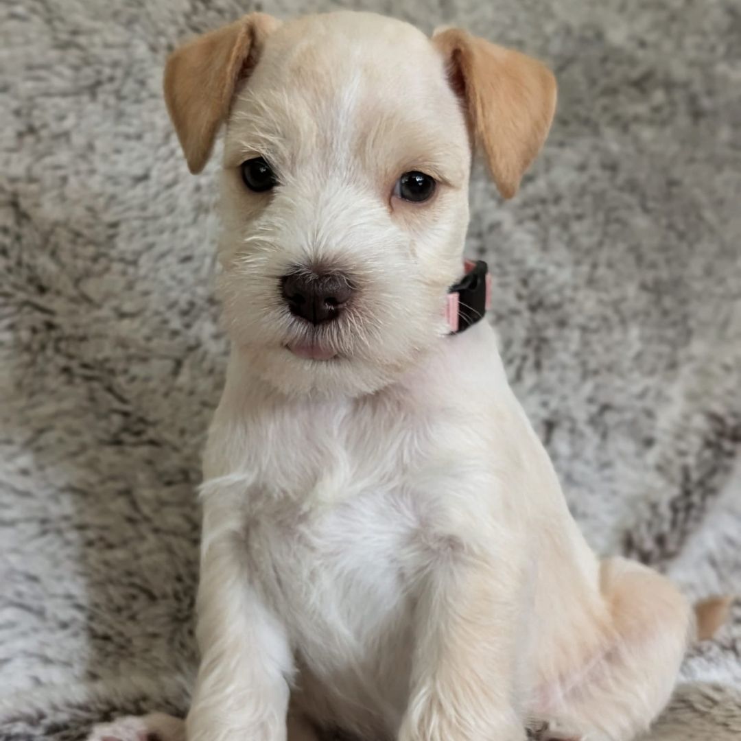 Guardian Puppy - Female