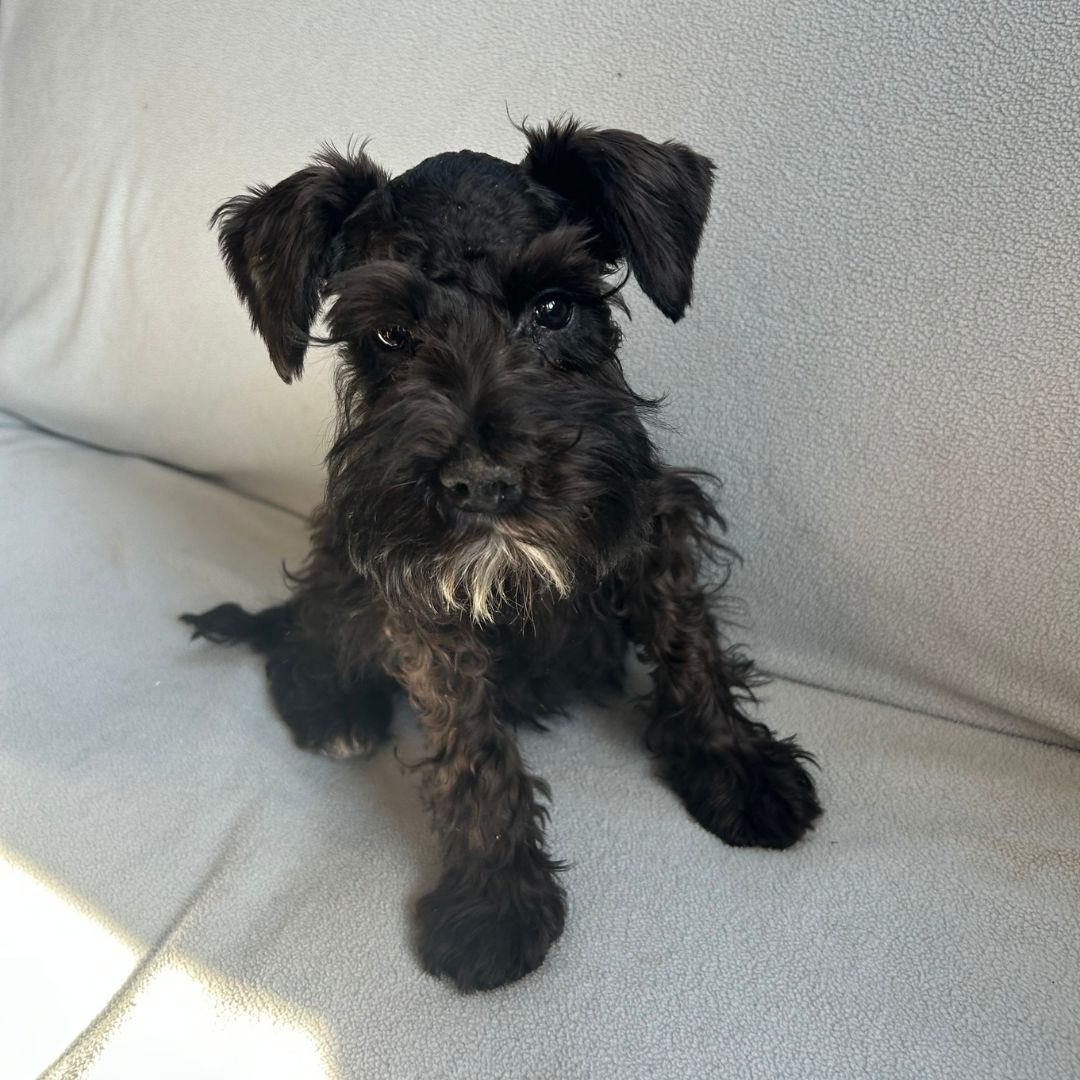 Photo 1 of Willow