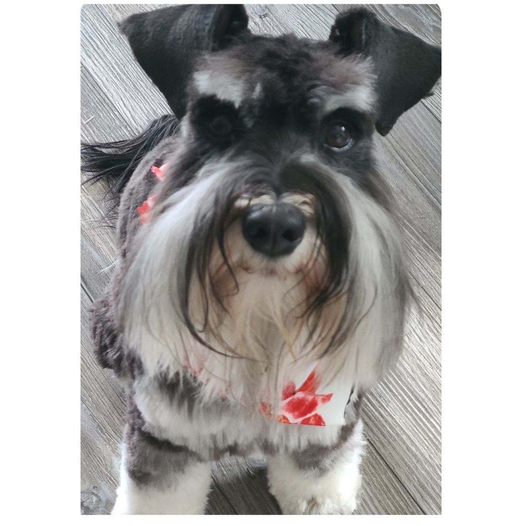 Dam: Lolly