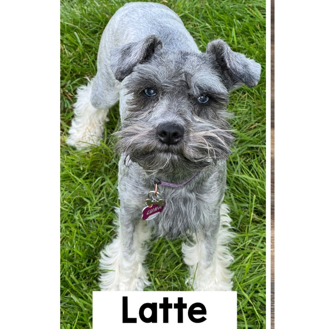Dam: Latte
