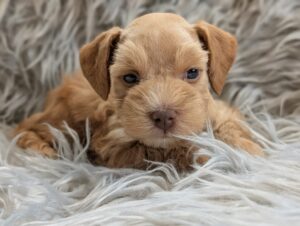 Wheaten female puppy for sale