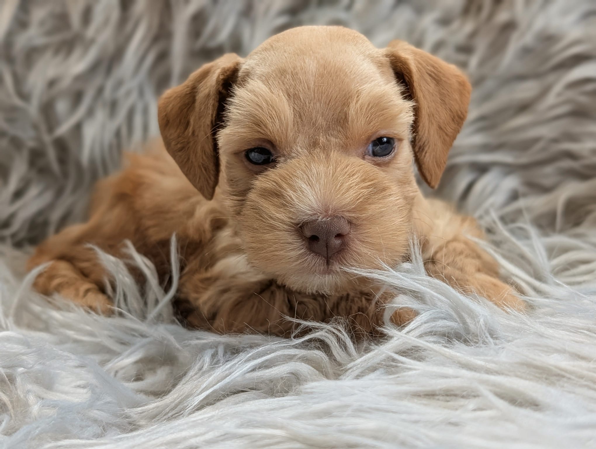 Guardian Puppy - Female