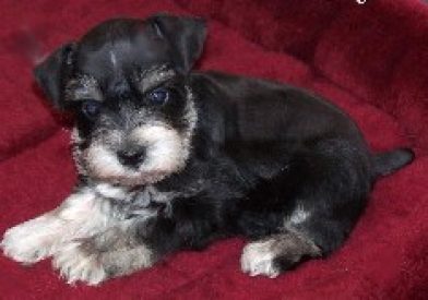 Jetta - Miniature Schnauzer Puppy