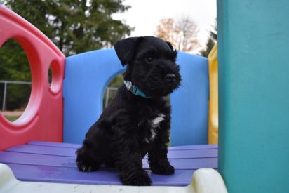 Miniature Schnauzer Puppy Black