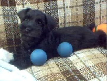 Spencer - Miniature Schnauzer Puppy